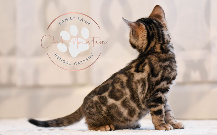 Bengal kitten for sale